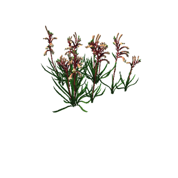 Flower_Anigozanthos manglesii Kangaroo Paw5_1